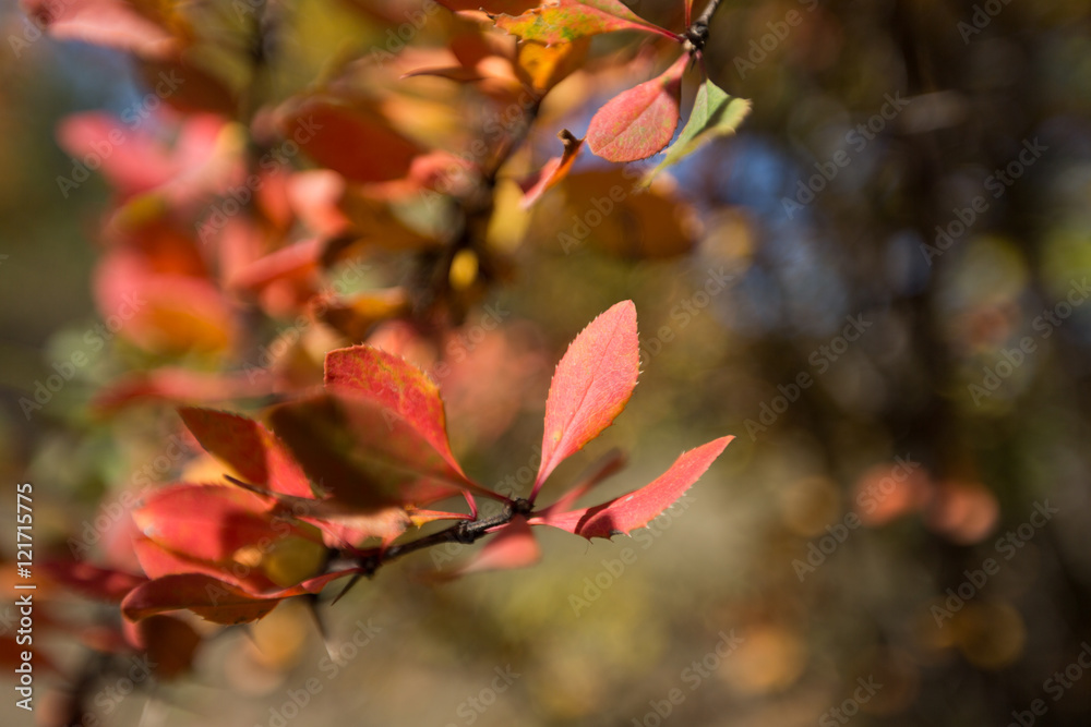 Obraz premium Autumn at Mazichal, Mazandaran, Iran