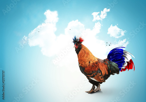 France, French colored rooster with big tail