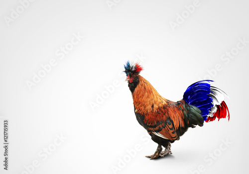 France, French colored rooster with big tail
