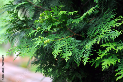 green ferns in the forest