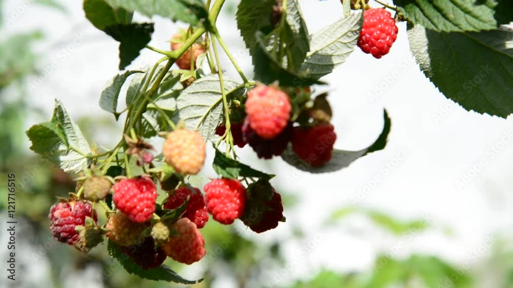 ripe raspberries on the branch ripe raspberries on the branch