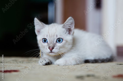 Grey kitten with blue eyes hunting and ready to pounce