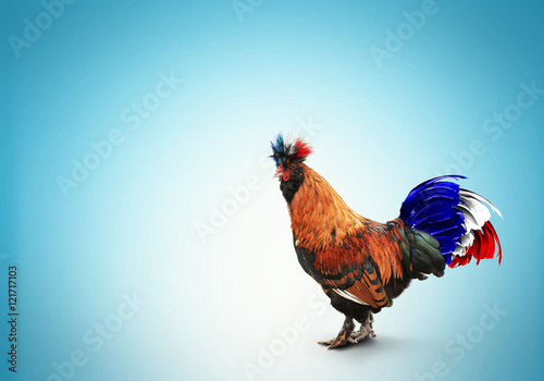 Foto France, French colored rooster with big tail