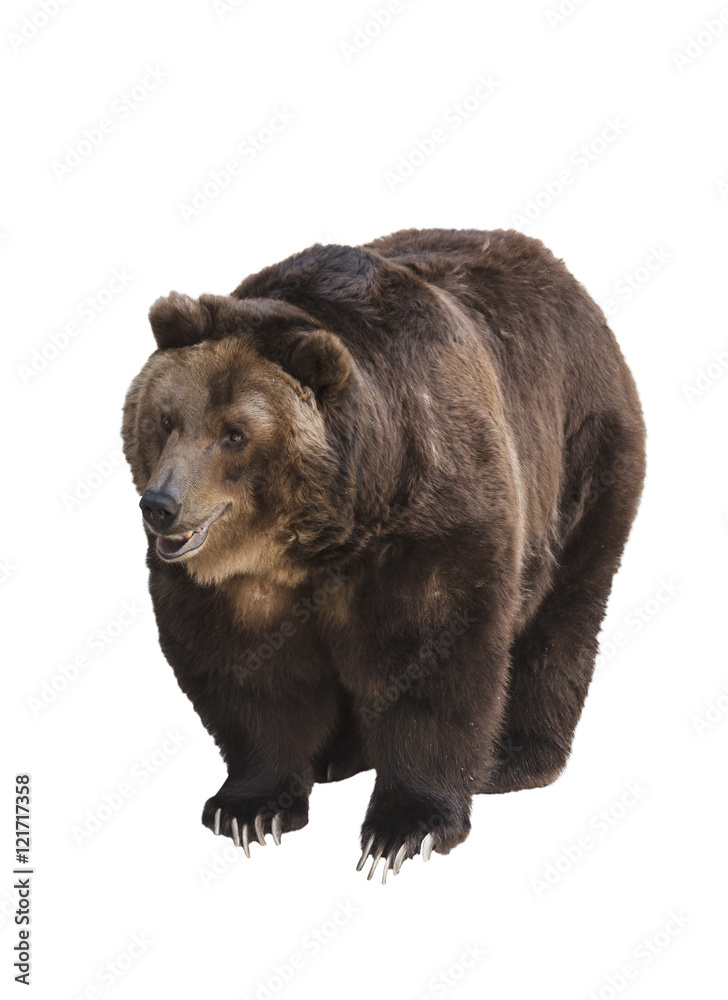 Fototapeta premium Big brown bear isolated on white background