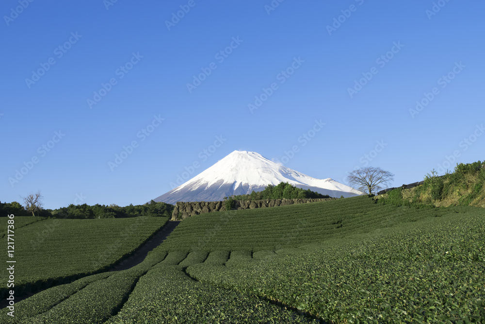 Fototapeta premium 茶畑から冠雪の富士山を望む