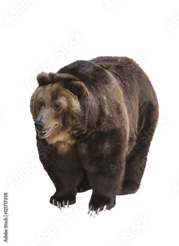 Big brown bear isolated on white background