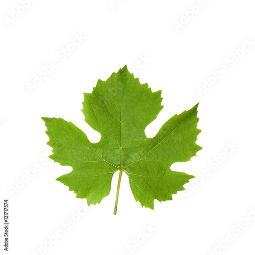 Weinblatt