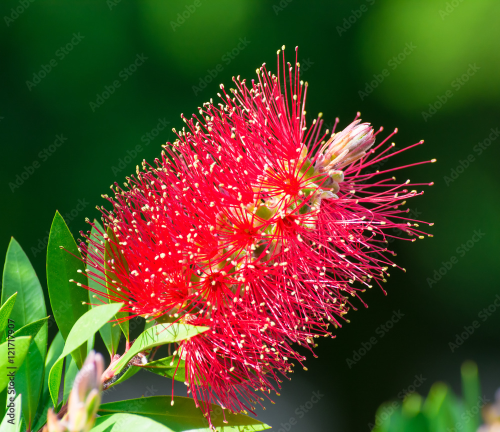 Red bottle brush discount