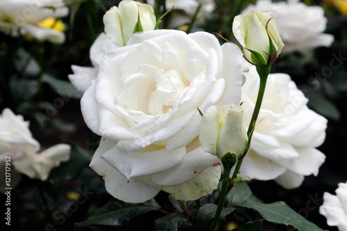 white roses.soft focus