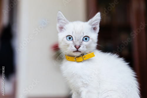Grey kitten with blue eyes in yellow collar