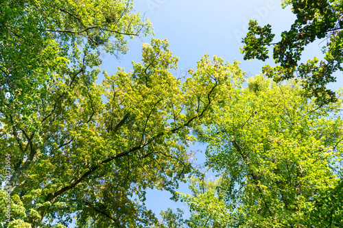 Bl  tterdach im Herbst