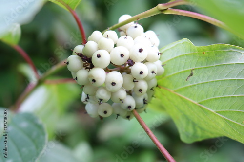 Svidina, dogwood, white telikraniya (Cornus alba) - shrub dogwoods related