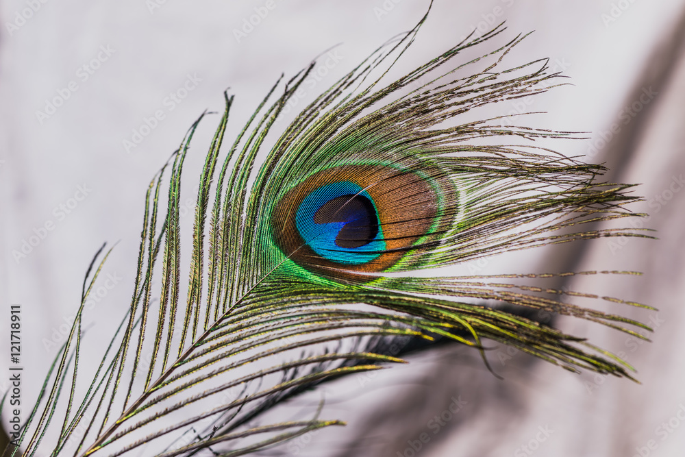 Fototapeta premium Peacock tail eye shining uo under sun light