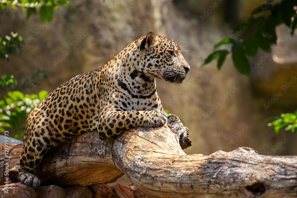 Obraz premium Jaguar on a branch.