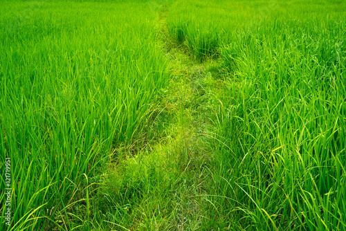 Small path in green rice field