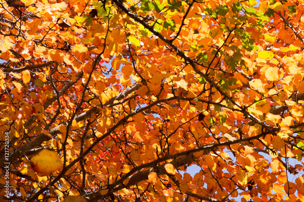 Obraz premium Autumn at Mazichal, Mazandaran, Iran