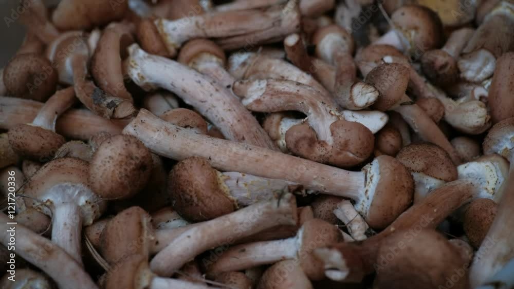collected in the forest mushrooms, boletus collected in the forest mushrooms, boletus