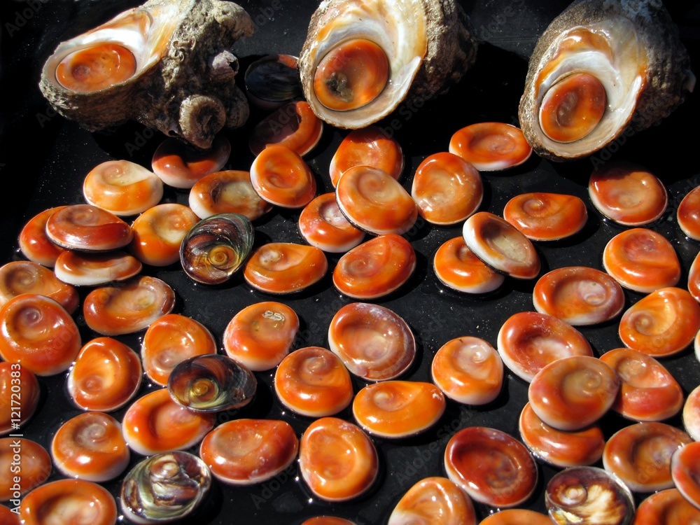 Foto de Opercule de coquillage ' œil de Sainte-Lucie ' do Stock | Adobe
