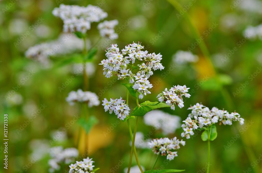 そばの白い花 そばの白い花