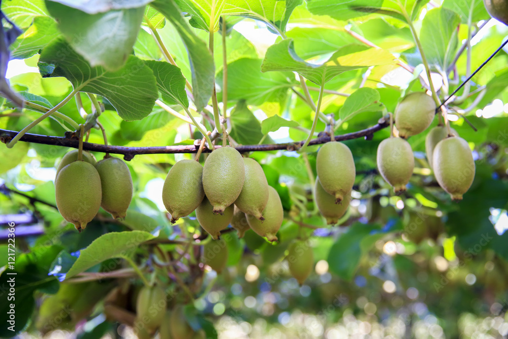 Kiwis growing in large orchard in New Zealand. Kerikeri Kiwis growing in large orchard in New Zealand. Kerikeri