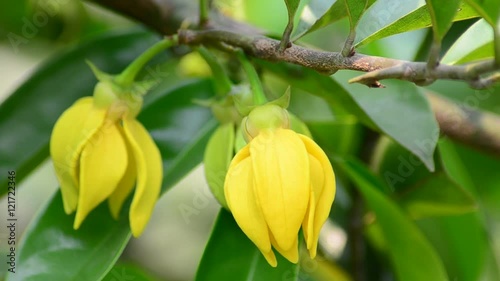 Artabotrys siamensis in the wind
