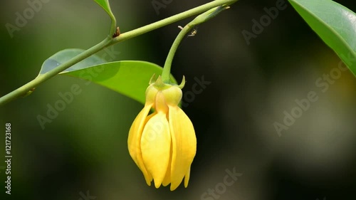 Artabotrys siamensis in the wind
