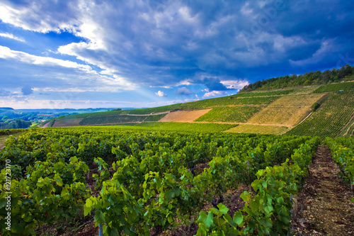 Orage imminent sur le vignoble de Chablis  Yonne  Bourgogne-Franche-Comt   