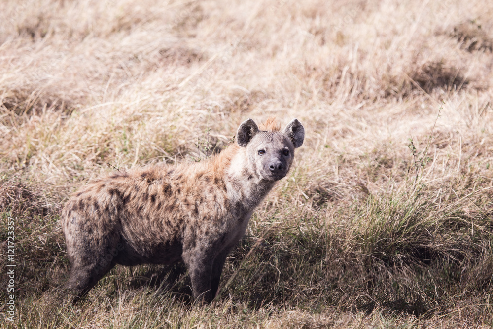 Hyena in Masai Mara Kenya