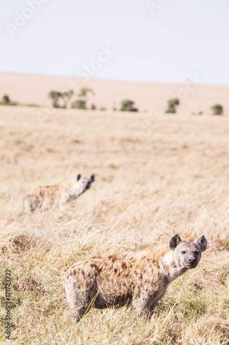 hyenas national park Masai Mara Kenya