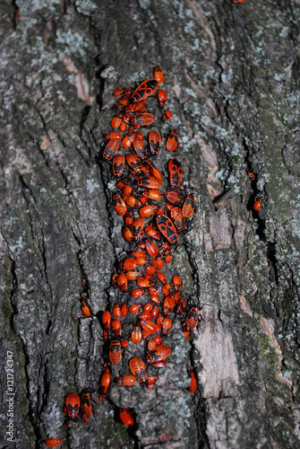 семейство красных жуков