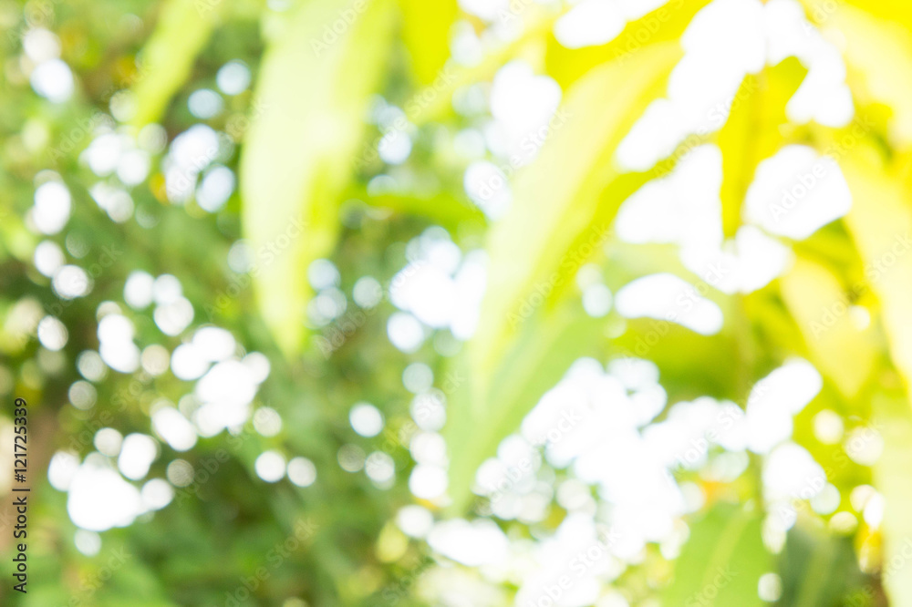 texture bokeh style , summer bokeh blur style background texture bokeh style , summer bokeh blur style background