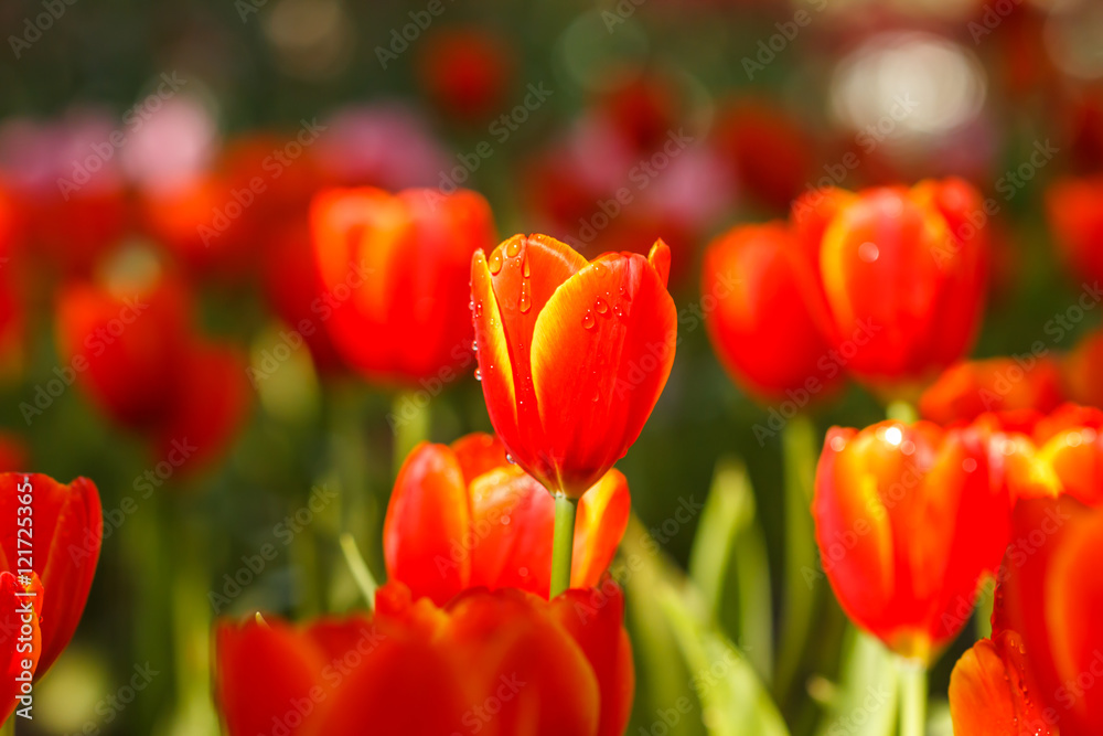 Obraz premium Red Tulips petals orange bud in blurry tulips background