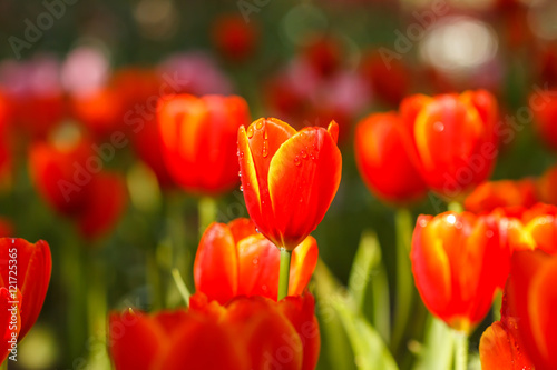 Red Tulips petals orange bud in blurry tulips background