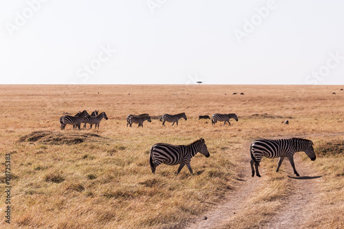 Fototapeta Naklejka Na Ścianę i Meble -  zebras in Masai mara