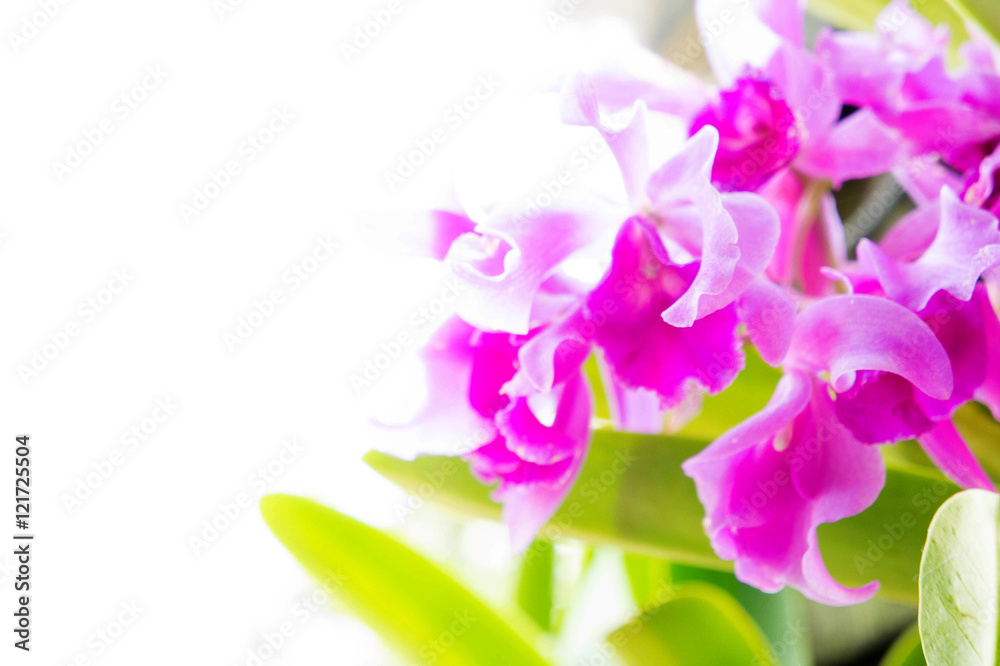 The Orchid flowers on sunlight in the morning The Orchid flowers on sunlight in the morning