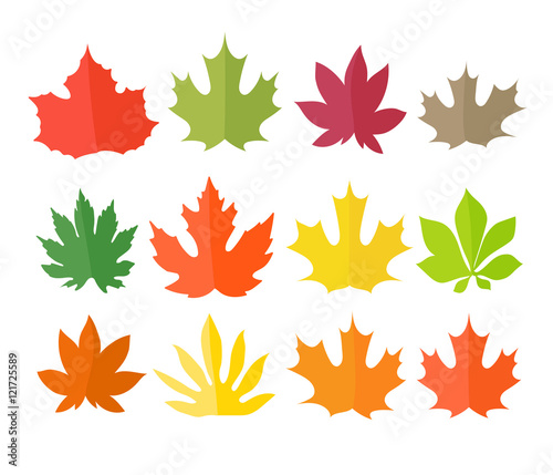 Different color leaves vector collection. Leaves isolated on whi
