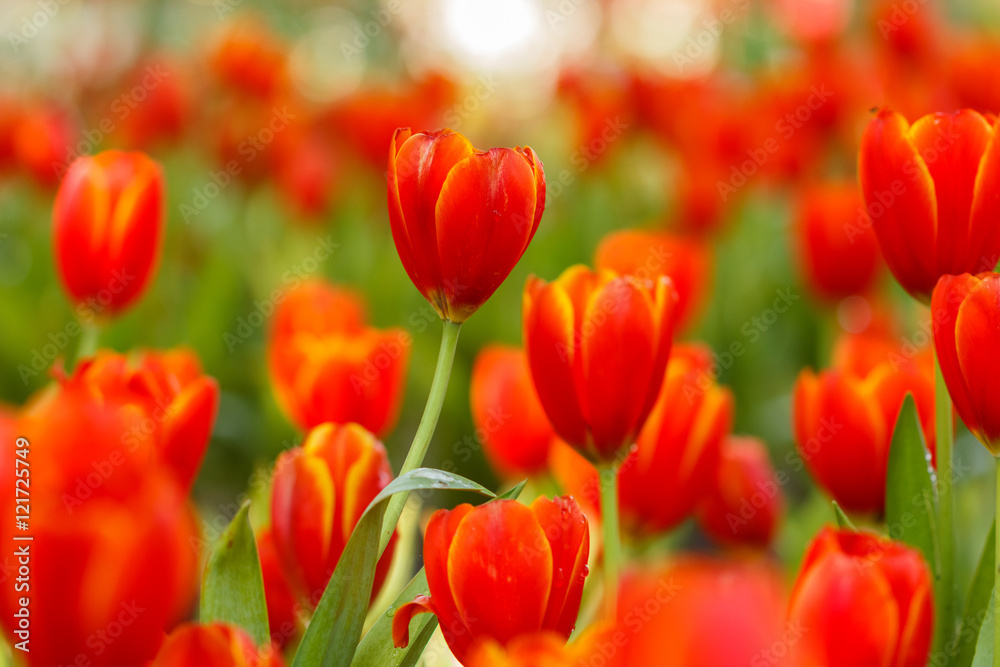 Red Tulips petals orange bud in blurry tulips background Red Tulips petals orange bud in blurry tulips background