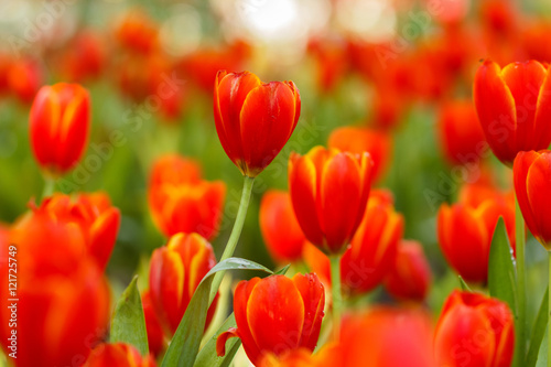 Red Tulips petals orange bud in blurry tulips background