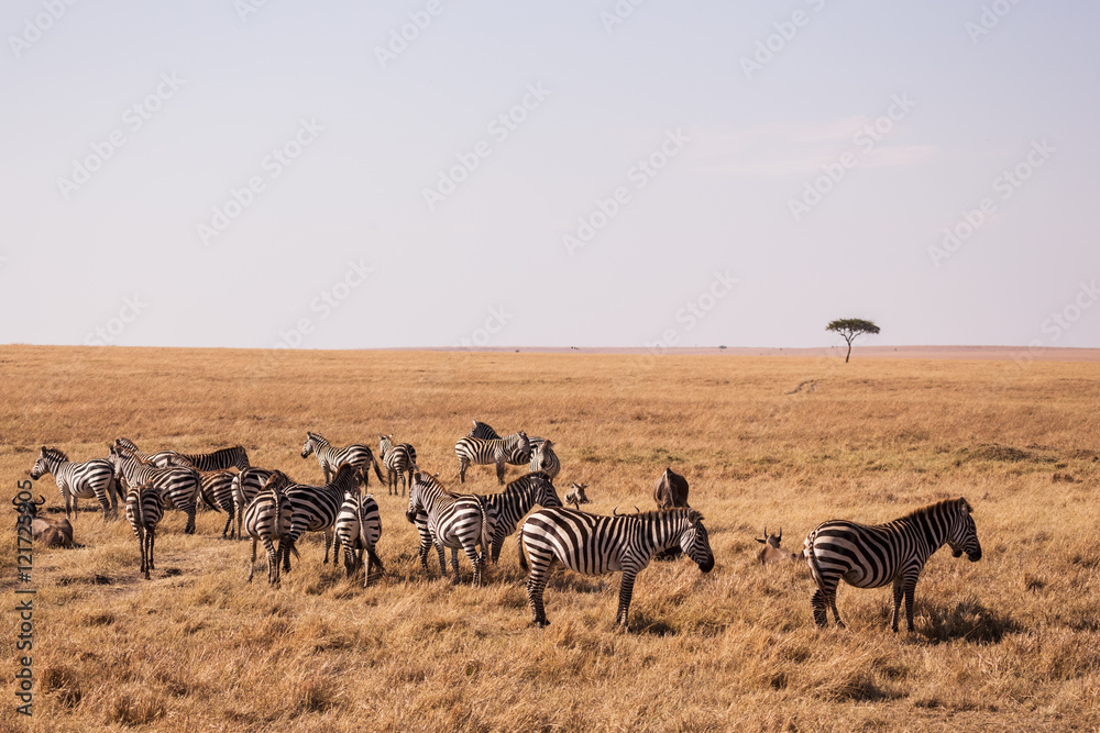 zebras in Masai mara zebras in Masai mara