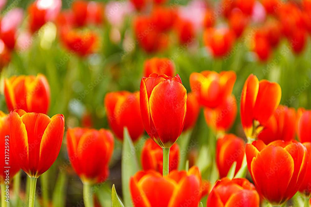 Red Tulips petals orange bud in blurry tulips background Red Tulips petals orange bud in blurry tulips background