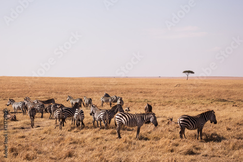 zebras in Masai mara