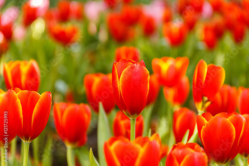 Red Tulips petals orange bud in blurry tulips background