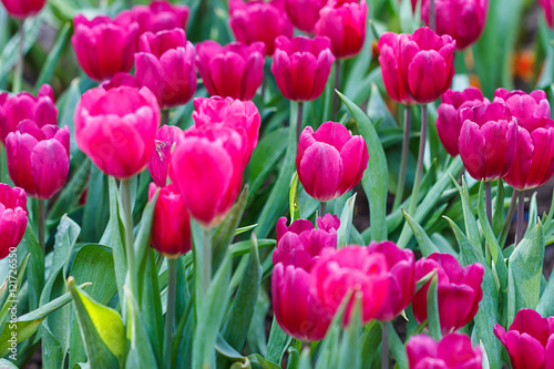 Pink tulips in the garden under a large tree.