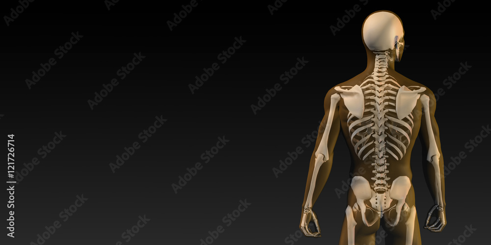 Human Bone Structure Diagram Stock Illustration Biology Diagrams