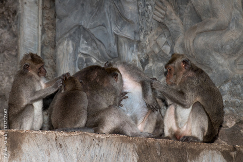 macque ape monkey inside bali induist temple photo