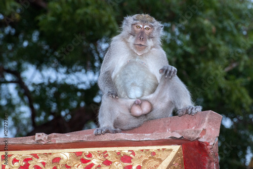 macque ape monkey inside bali induist temple photo