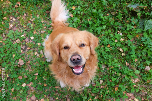 Dog (Golden retriever) smiling. Focus on head.