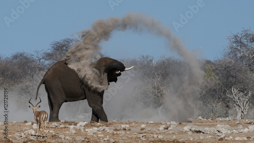 Elephant blowing dust photo