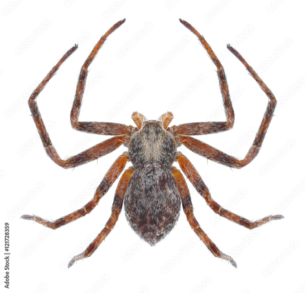 Spider Heliophanus auratus on a white background Spider Heliophanus auratus on a white background