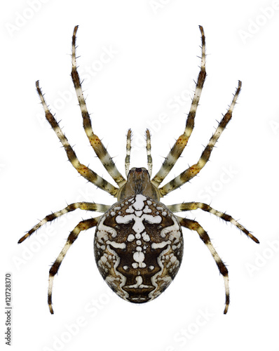 Spider Araneus diadematus on a white background